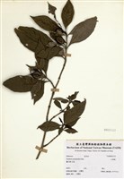 藏品(山黃梔)的圖片